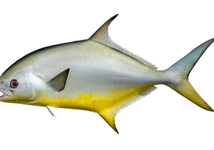Collection image for: POMPANO