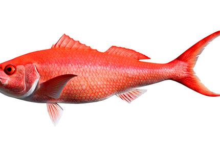 Collection image for: SNAPPER, QUEEN