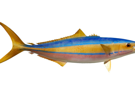 Collection image for: RAINBOW RUNNER