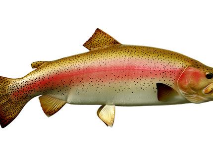 Collection image for: TROUT, RAINBOW