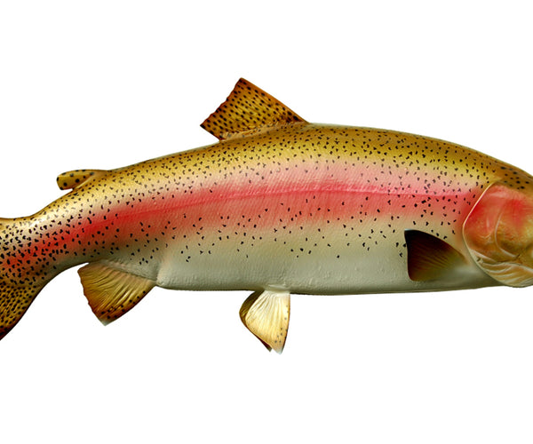 Rainbow Trout Fish Mounts | King Sailfish Mounts