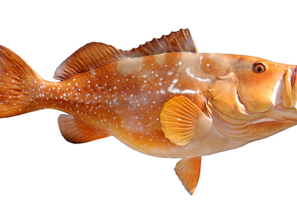 Collection image for: GROUPER, RED