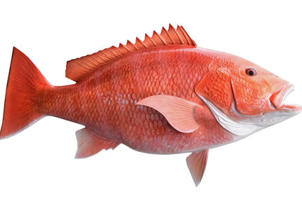 Collection image for: SNAPPER, RED