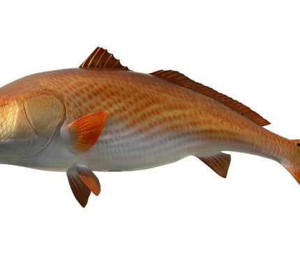 Collection image for: REDFISH