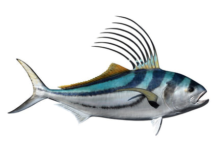 Collection image for: ROOSTERFISH