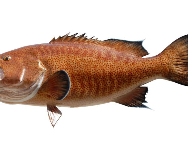 Scamp Grouper Fish Mounts | King Sailfish Mounts