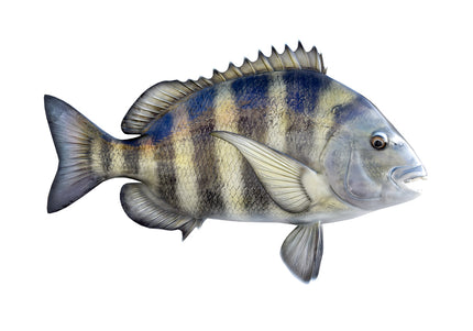 Collection image for: SHEEPSHEAD
