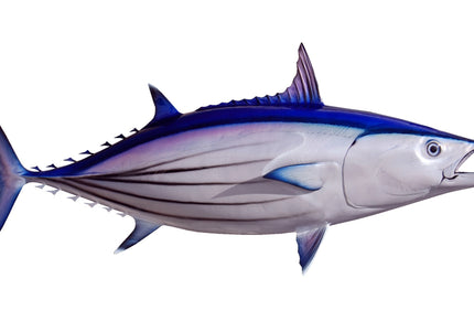 Collection image for: TUNA, SKIPJACK