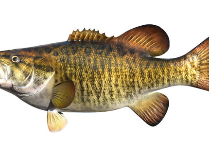 Collection image for: BASS, SMALLMOUTH