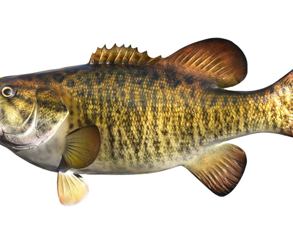 Smallmouth Bass Fish Mounts | King Sailfish Mounts