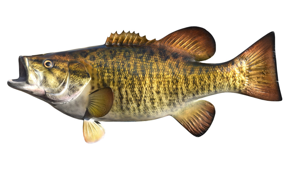 Fish Mount Types Freshwater Fish Mounts | King Sailfish Mounts