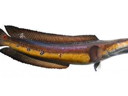 Collection image for: SNAKEHEAD