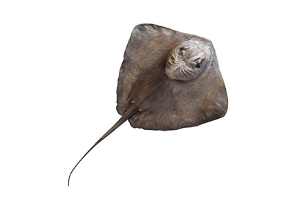 Collection image for: RAY, SOUTHERN STINGRAY