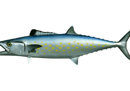 Collection image for: MACKEREL, SPANISH