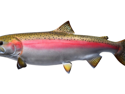 Collection image for: TROUT, STEELHEAD