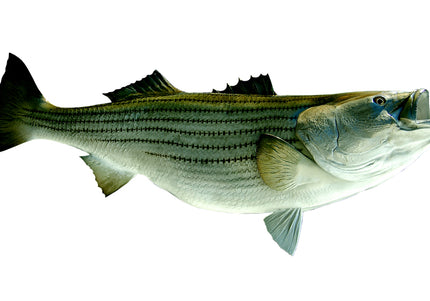 Collection image for: STRIPED BASS