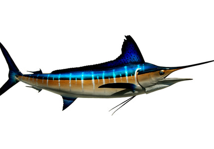 Collection image for: MARLIN, STRIPED