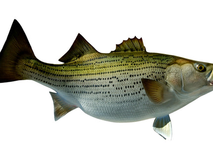 Collection image for: BASS, SUNSHINE