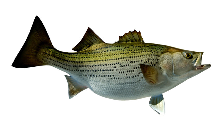 Freshwater Fish Mounts | King Sailfish Mounts