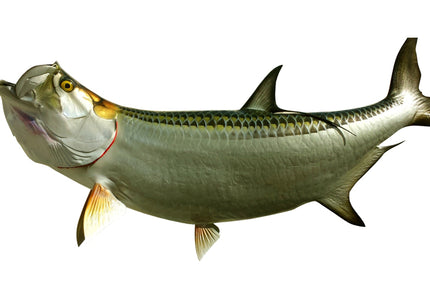 Collection image for: TARPON