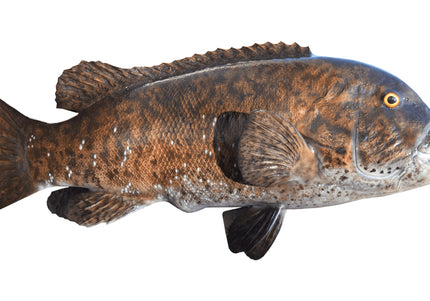 Collection image for: TAUTOG