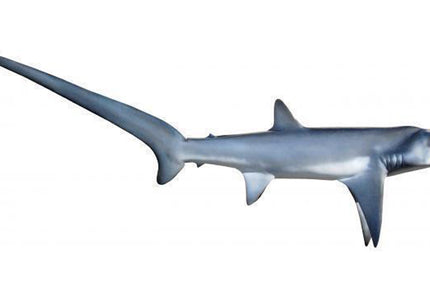 Collection image for: SHARK, THRESHER