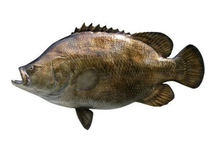 Collection image for: TRIPLETAIL