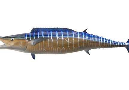 Collection image for: WAHOO