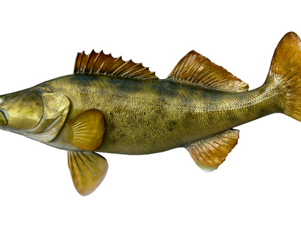 Collection image for: WALLEYE