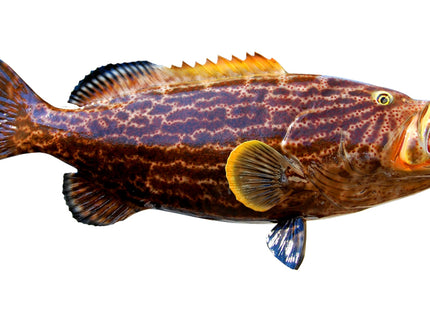 Collection image for: GROUPER, YELLOWFIN