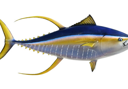 Collection image for: TUNA, YELLOWFIN