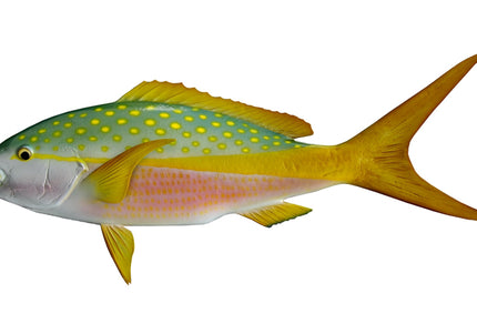 Collection image for: SNAPPER, YELLOWTAIL
