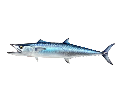 34-INCH KINGFISH