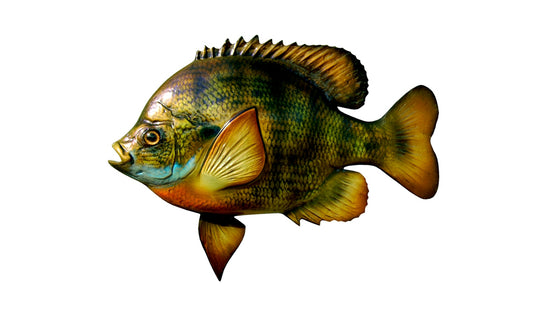 10-INCH BLUEGILL, HALF-SIDED