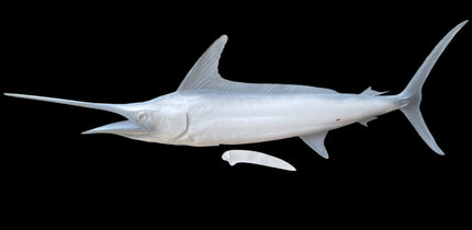 100-INCH STRIPED MARLIN BLANK, STANDARD