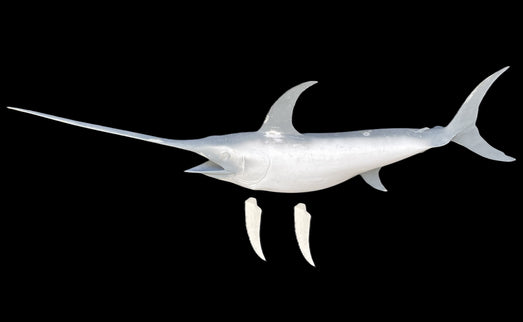 100-INCH SWORDFISH BLANK, STANDARD