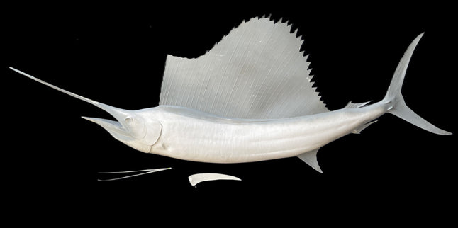 102-INCH SAILFISH BLANK, STANDARD
