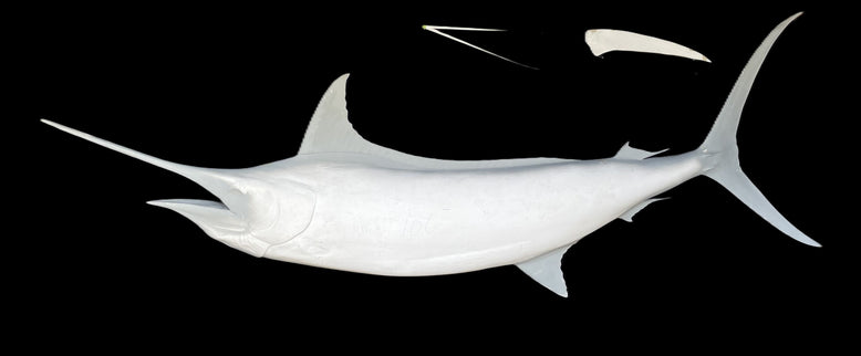 105-INCH BLUE MARLIN BLANK, STANDARD
