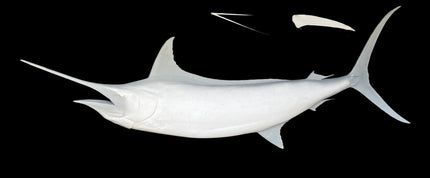 105-INCH BLUE MARLIN BLANK, STANDARD