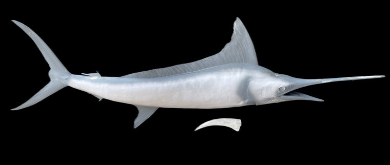 105-INCH STRIPED MARLIN BLANK, STANDARD