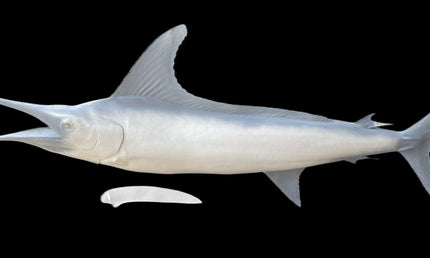 106-INCH STRIPED MARLIN BLANK, STANDARD