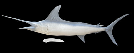 106-INCH STRIPED MARLIN BLANK, STANDARD