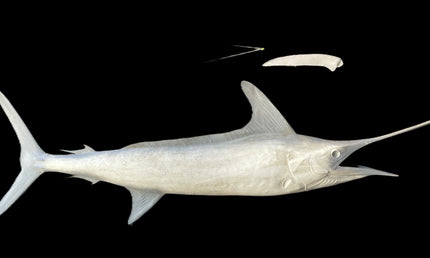 114-INCH STRIPED MARLIN BLANK, STANDARD