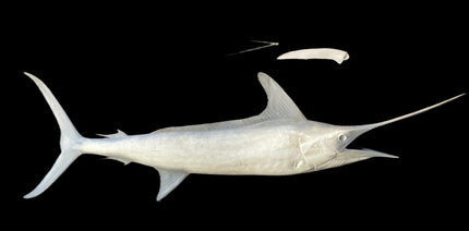 114-INCH STRIPED MARLIN BLANK, STANDARD