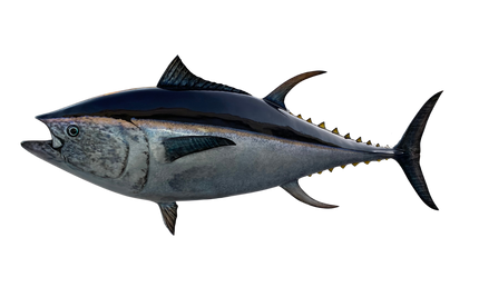 116-INCH BLUEFIN TUNA
