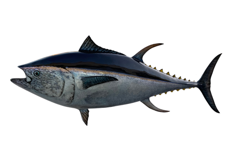 116-INCH BLUEFIN TUNA