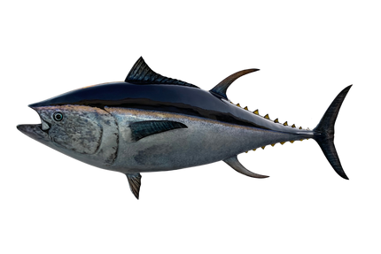 116-INCH BLUEFIN TUNA