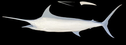 116-INCH BLUE MARLIN BLANK, STANDARD