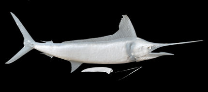 116-INCH STRIPED MARLIN BLANK, STANDARD