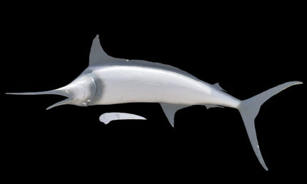 120-INCH BLUE MARLIN BLANK (L), STANDARD